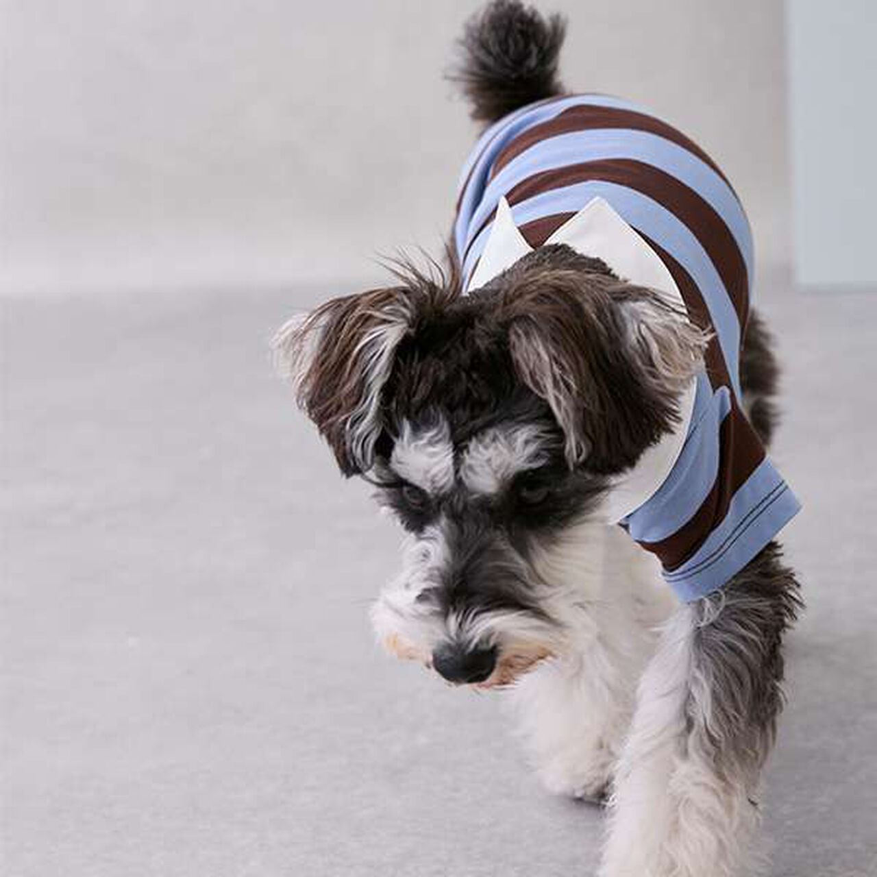 [DOG] Rugby Shirt,Beige, large image number 6